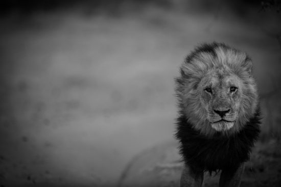 Black and white portrait of a lion walking along a road 