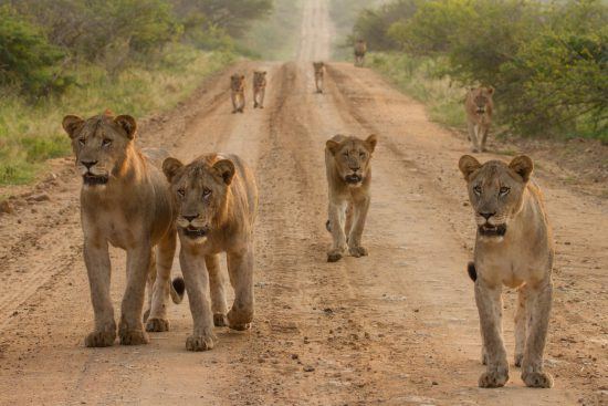 Pride of lions walking along a dirt road in the bush 