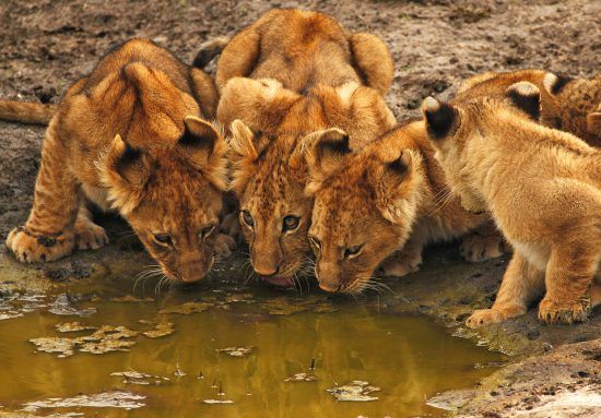 Four lion cubs drinking from a small puddle of water