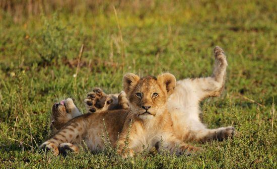 Two lion cubs lying and rolling around in the grass 