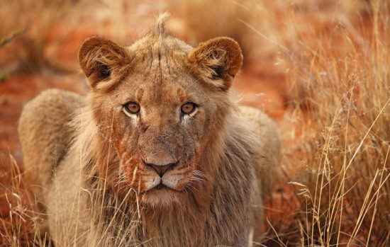 Young male lion sitting in long grass 