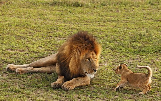 Lion cub trying to play with another member of the herd 