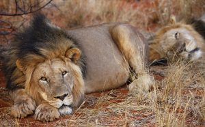 Lions du Kalahari allongés dans la réserve de Tswalu, Kalahari, Afrique du Sud