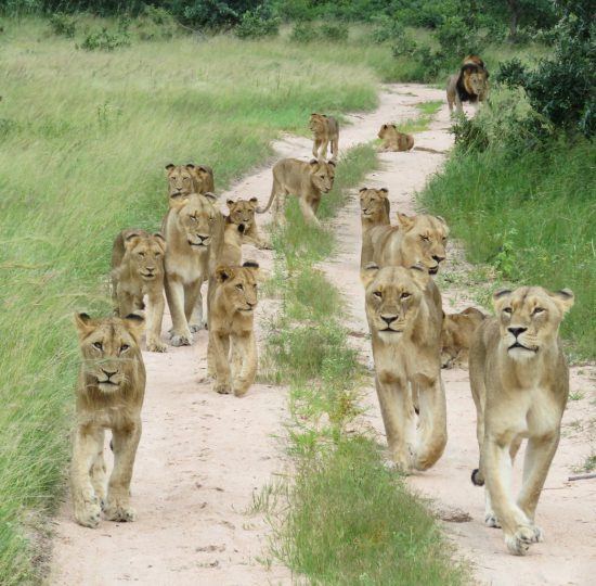 Herd of lions walking along a road in the African bush 