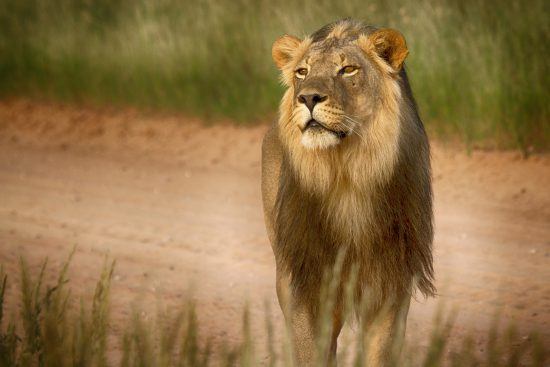 Portrait of a lion standing at the edge of a road 