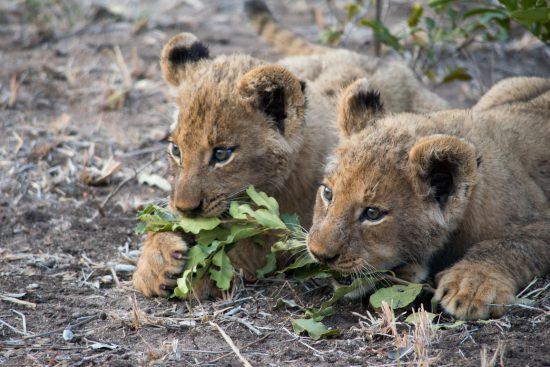 Two lion cubs biting a branch with leaves 