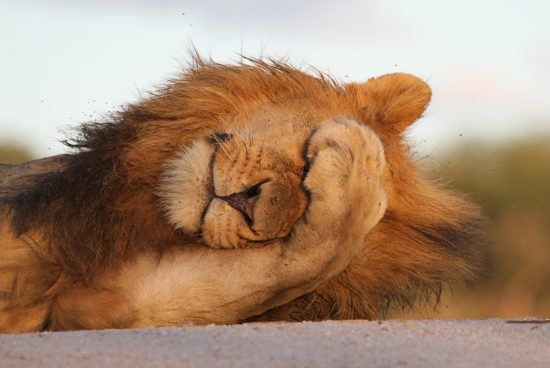 Lion with a paw over his face 