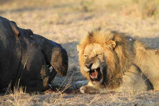 Snarling male lion 