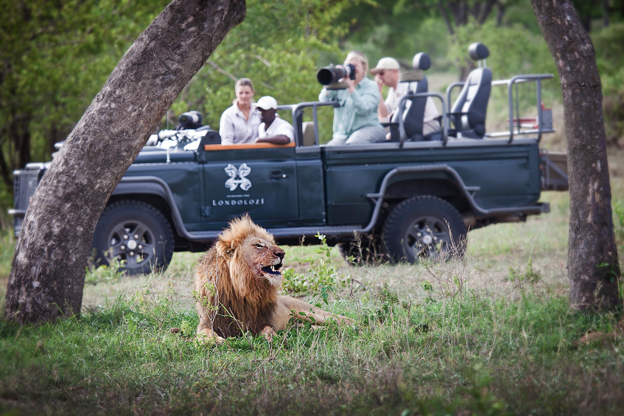 Visitors taking photos of a lion seen on a safari game drive with Londolozi in Rhino Africa's Complete Guide