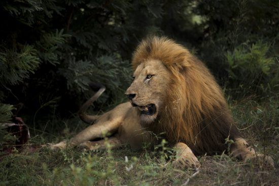 lion at chitwa chitwa