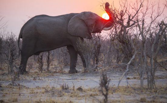 Elephant lifting trunk to the sunset