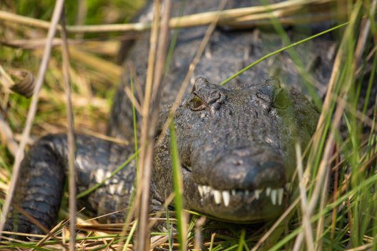 Crocodile crawling through the reeds