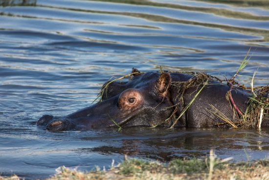 Hippo peaking out of the water