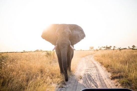 Large elephant walking on road