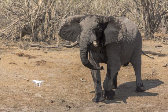 Elephant cooling down with water