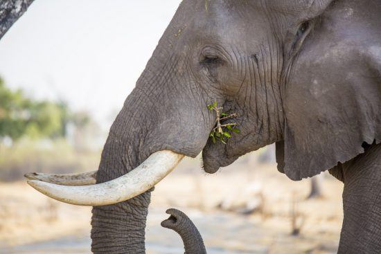 Elephant eating 