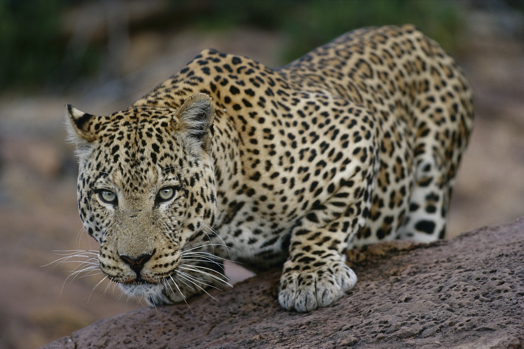 Beautiful leopard crouching in the Africat Foundation at Okonjima