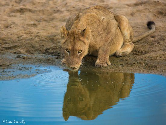 Photo of a young lion drinking  water