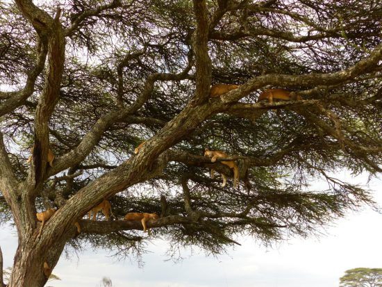 Lots of lions up a tree in Africa 