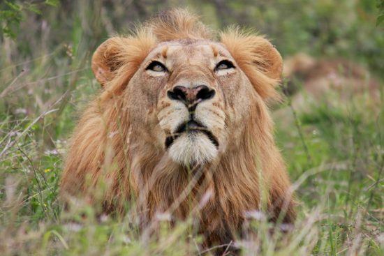 Portrait of a male lion in long grass