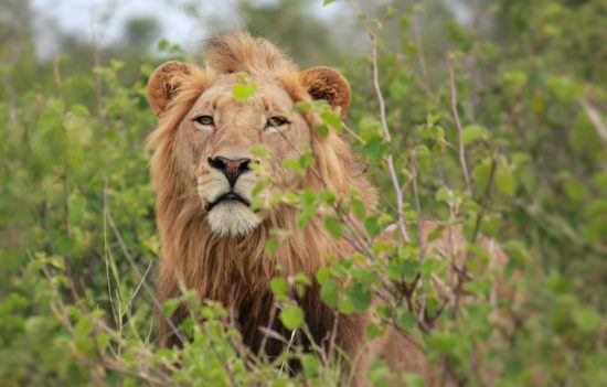 Male lion emerging from between two trees +