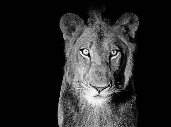 Portrait of a lion at night 