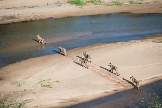 Herd of lions crossing a river