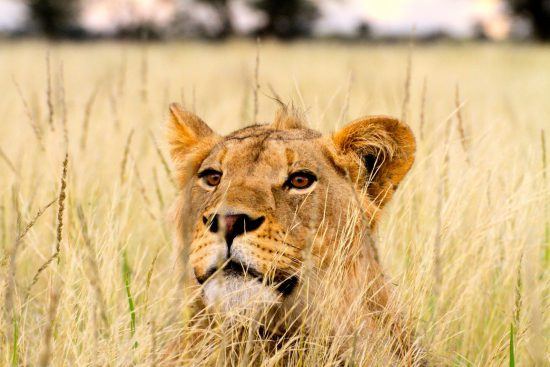 A lion peers from the tall grasses