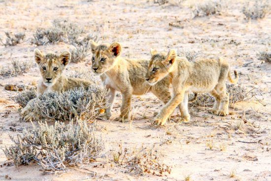 Three lion cubs in Africa 