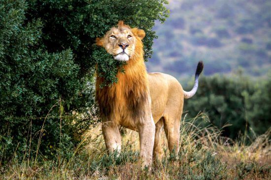 Male lion scratching his face and mane on a tree 