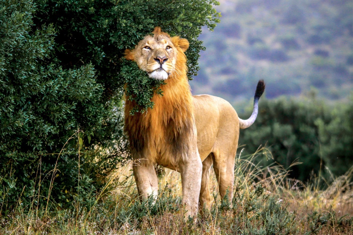 A male lion leaving his scent on a bush in Addo Elephant National Park in Rhino Africa's Complete Guide