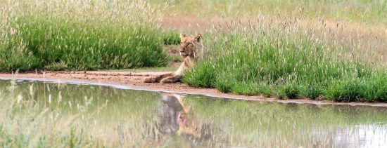 Lion sitting in long grass by a river 