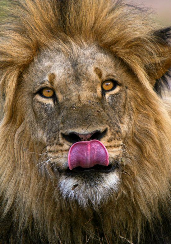 Close-up of a male lion licking his lips 