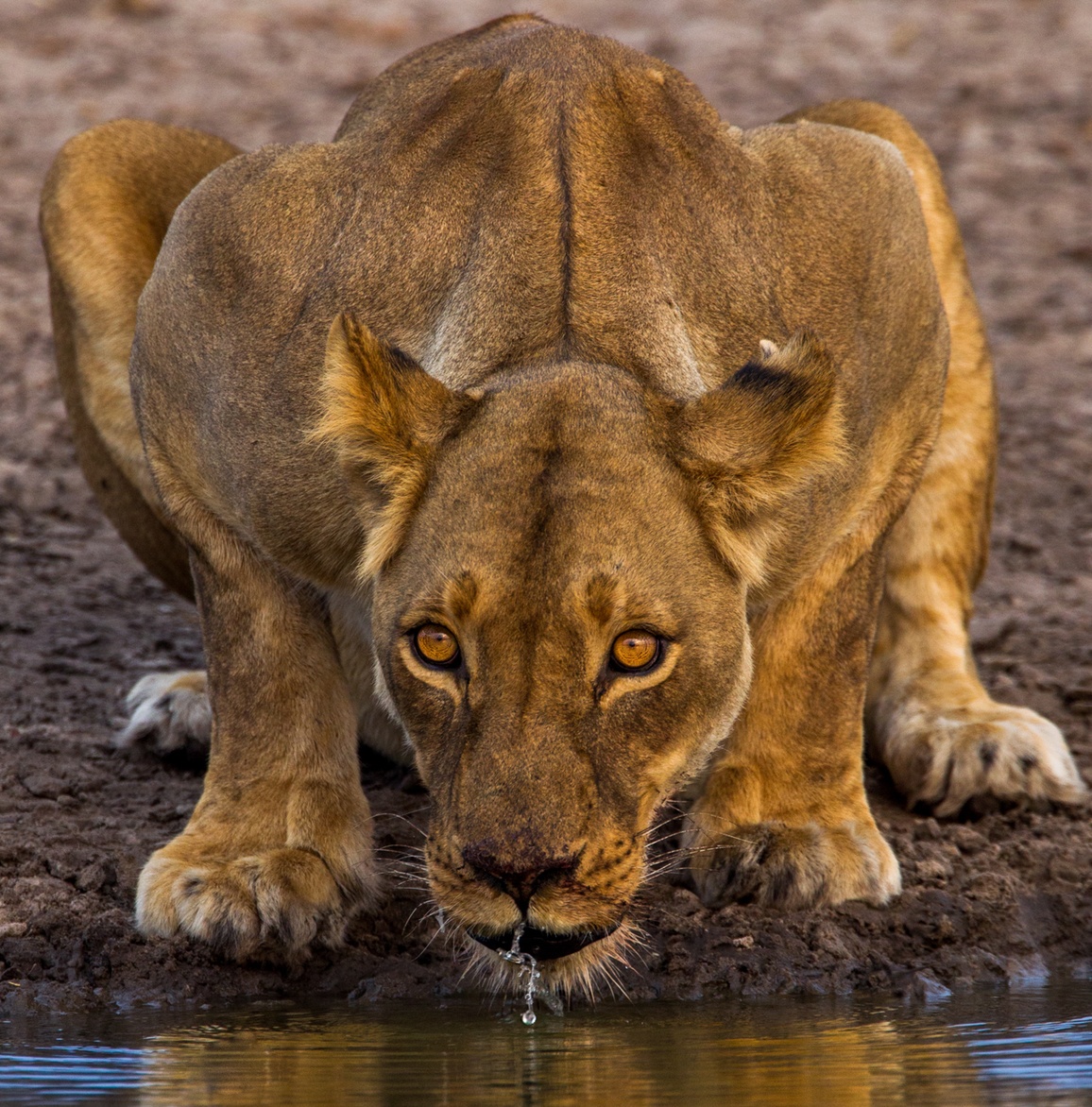 A lioness drinking water and looking at the camera