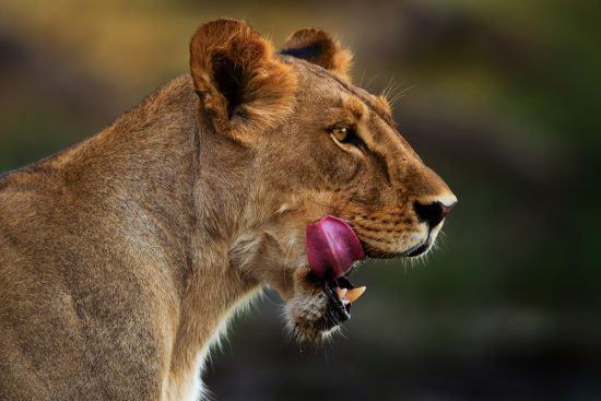 Close-up of a lioness licking her lips 