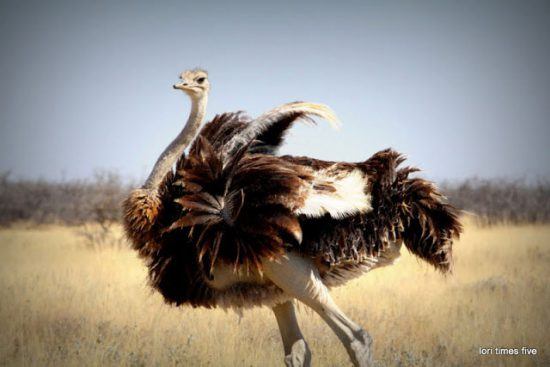 ostrich flapping its wings