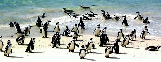 Pinguine in der Brandung am sonnigen Boulders Beach