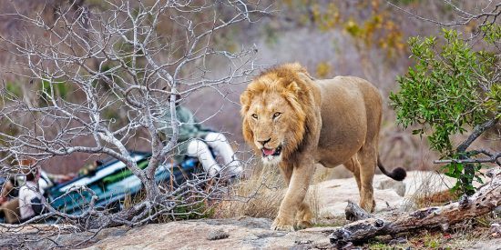 Male lion walking along with a game vehicle in the background 