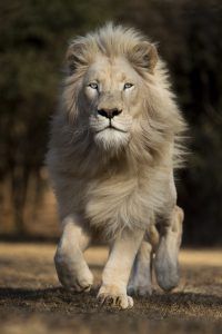 Lion blanc s'avançant la crinière au vent