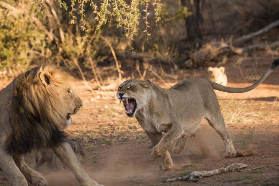 Lioness chasing away a male lion