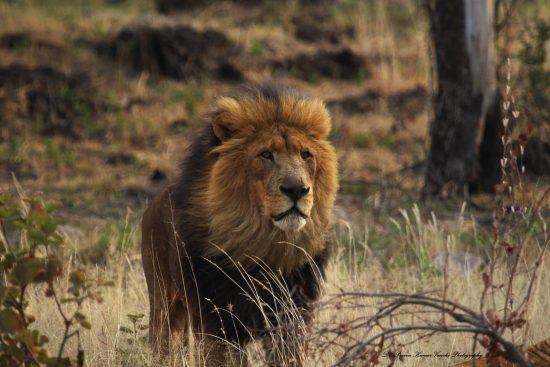 Male lion with a dark mane standing in the African bush 