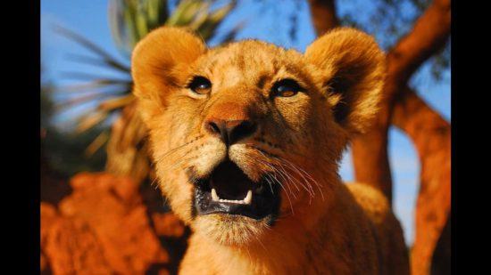 Close-up of a lion cub 