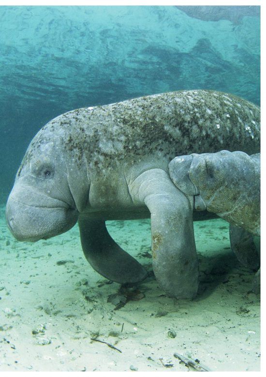 dugong in the bazaruto archipelago