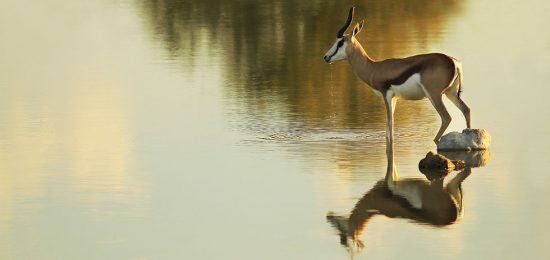 Ein Springbok steht am Wasser und schaut in die Ferne