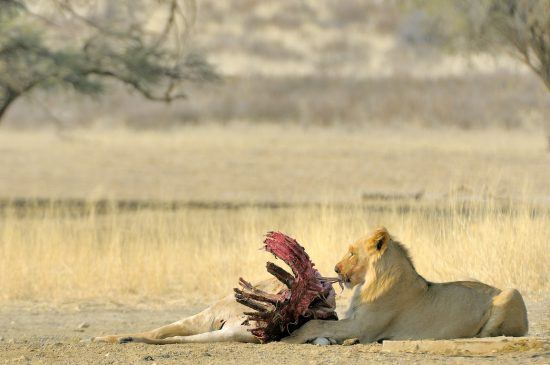 Male lion with his kill