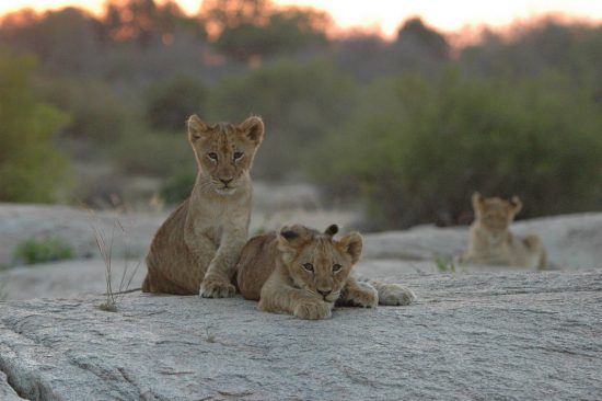 Lion cubs sitting on a rock in the African bush 