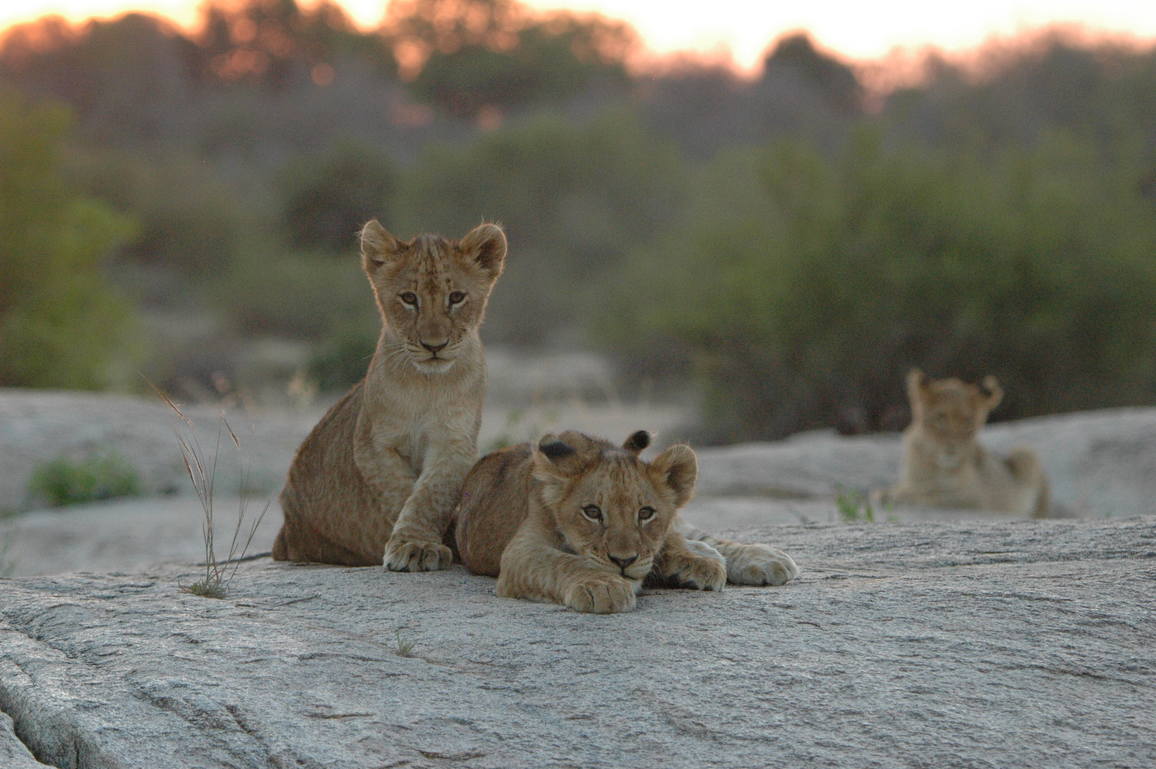 Lionceaux assis à l'aube parc Kruger Afrique Savane