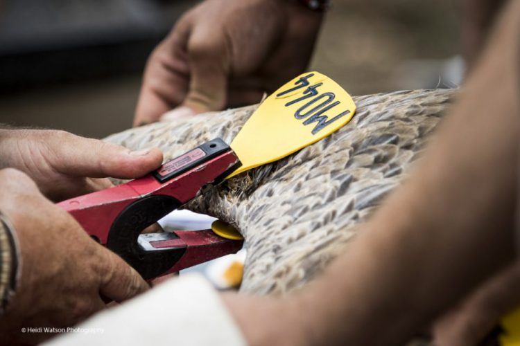 Colocando el número de identificación en uno de los buitres