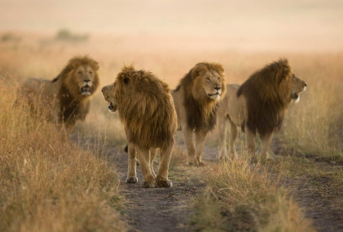 Four male lions walking along a dirt road in the African bush 