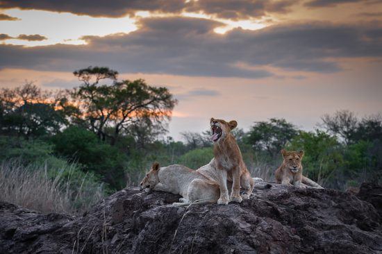 Leões rugem e descansam em cima de pedra